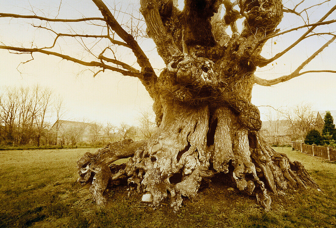 Elm tree circa 800 years old, Brandenburg, Germany