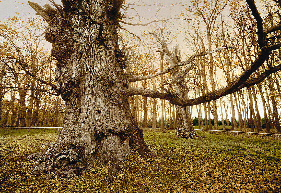 Oak tree circa 1200 years old, Mecklenburg-Western Pomerania, Germany