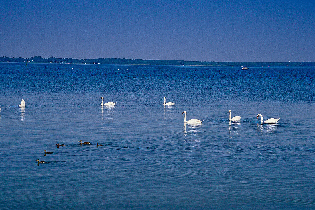 Schwäne auf dem Iauer See, Mecklenburgische Seenplatte Meck.-Vorpommern, Deutschland