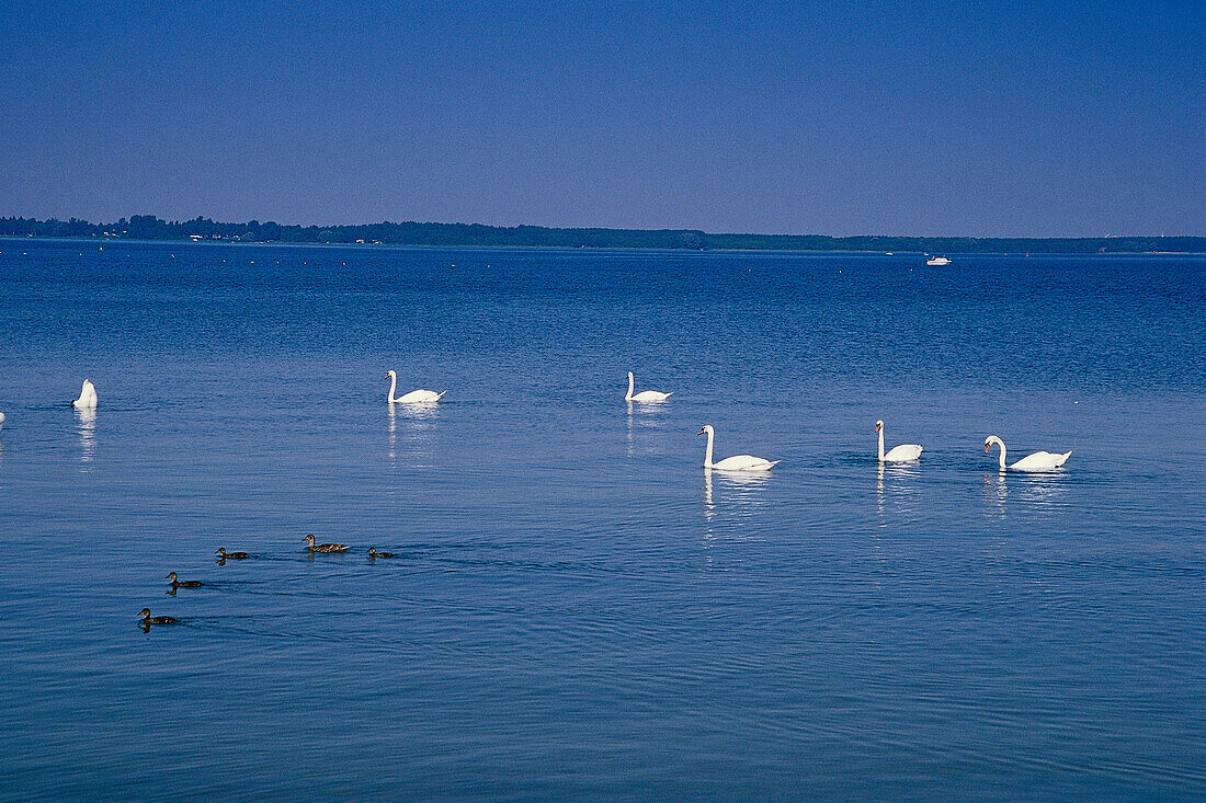 Swans on lake, Mecklenburg Lake District, Mecklenburg-Western Pomerania, Germany