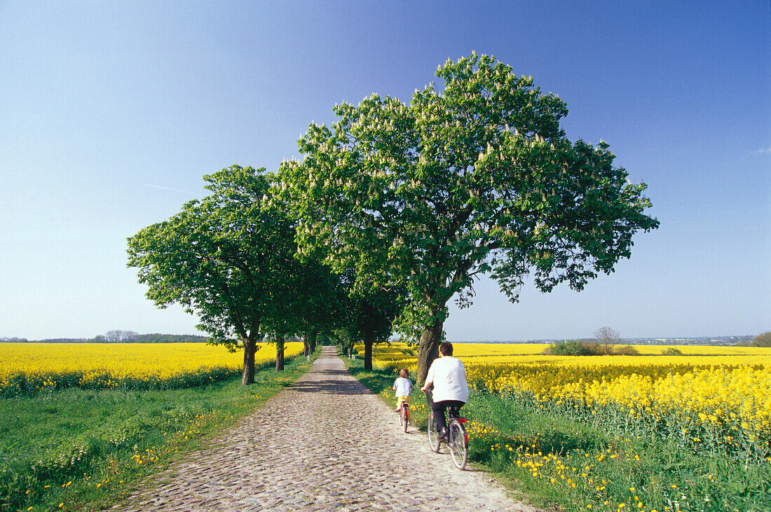 Mother and child cycling on old alley between rape fields, Mecklenburgian Lake District, Mecklenburg-Western Pomerania, Germany