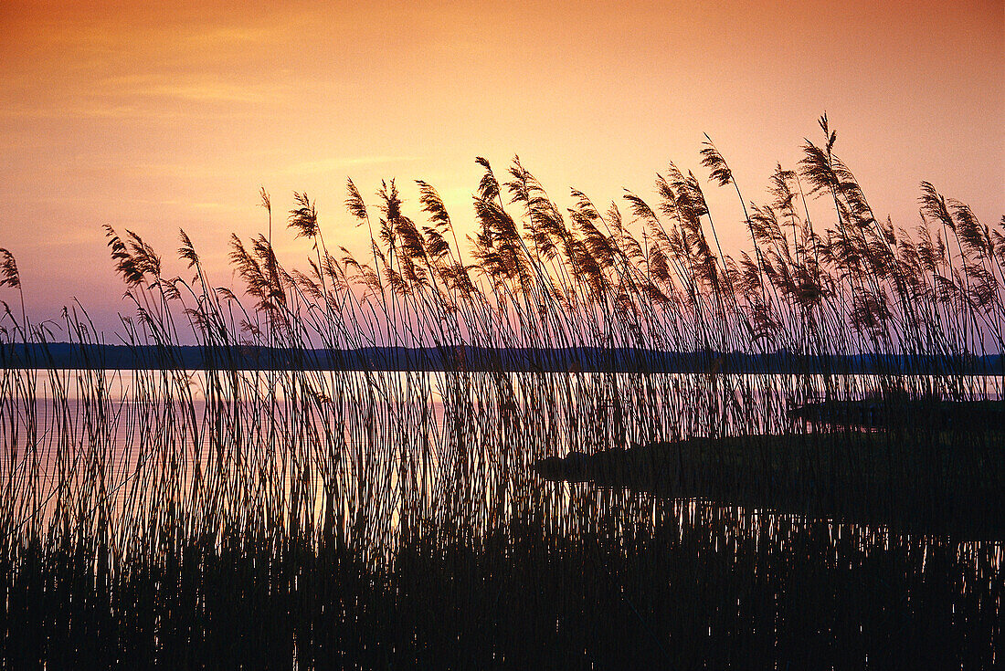 Reed in sunset light, Muritz Lake, Mecklenburg Lake District, Mecklenburg-Western Pomerania, Germany