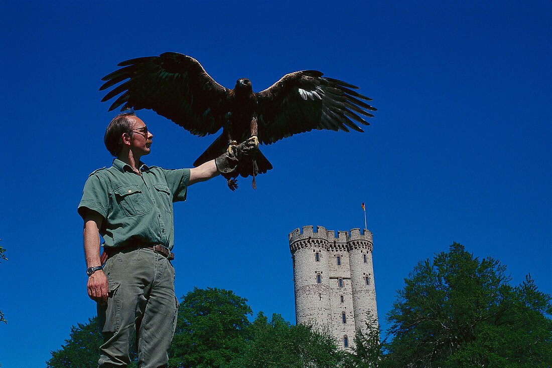 Birdshow, Adler- und Wolfspark Kasselburg Pelm, Rheinland-Pfalz, Germany