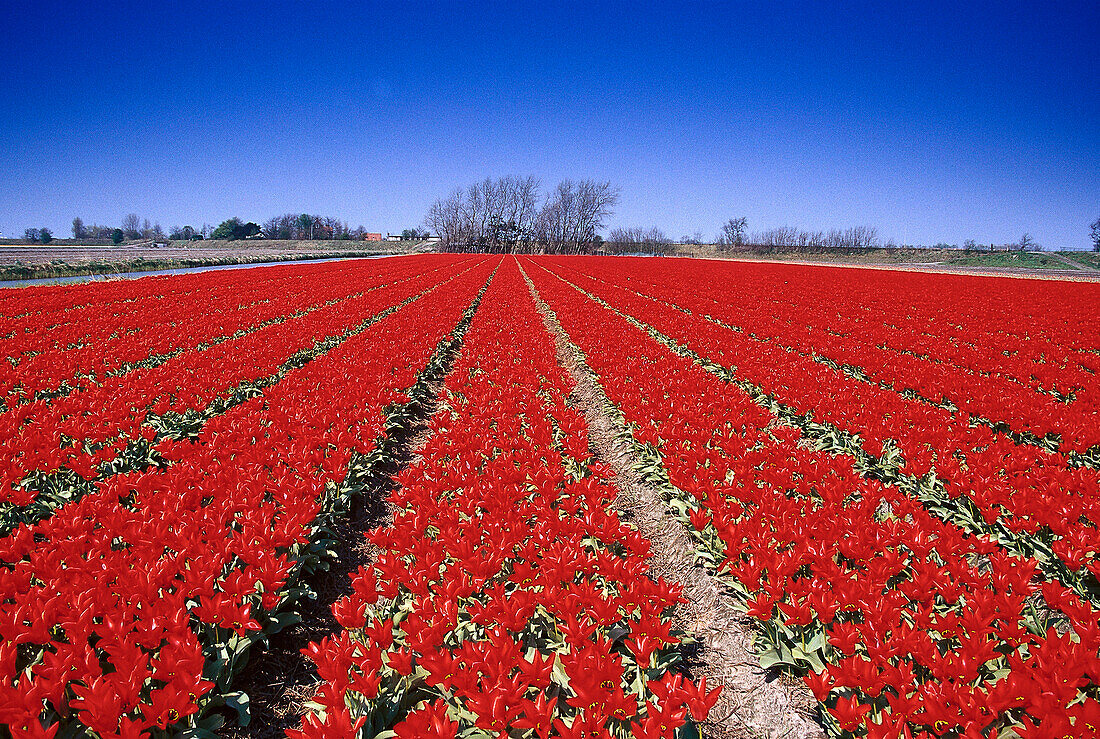 Tulipfield, De Zilk Netherlands