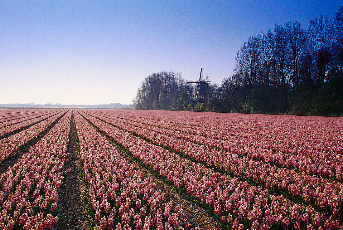 Hyazinth field in Keukenhof, Lisse, Netherlands