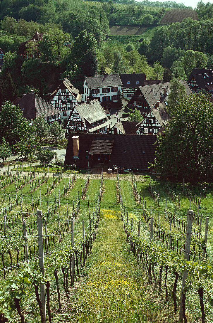Vineyards over Sasbachwalden, Northern Black Forest, Baden-Wuerttemberg, Germany