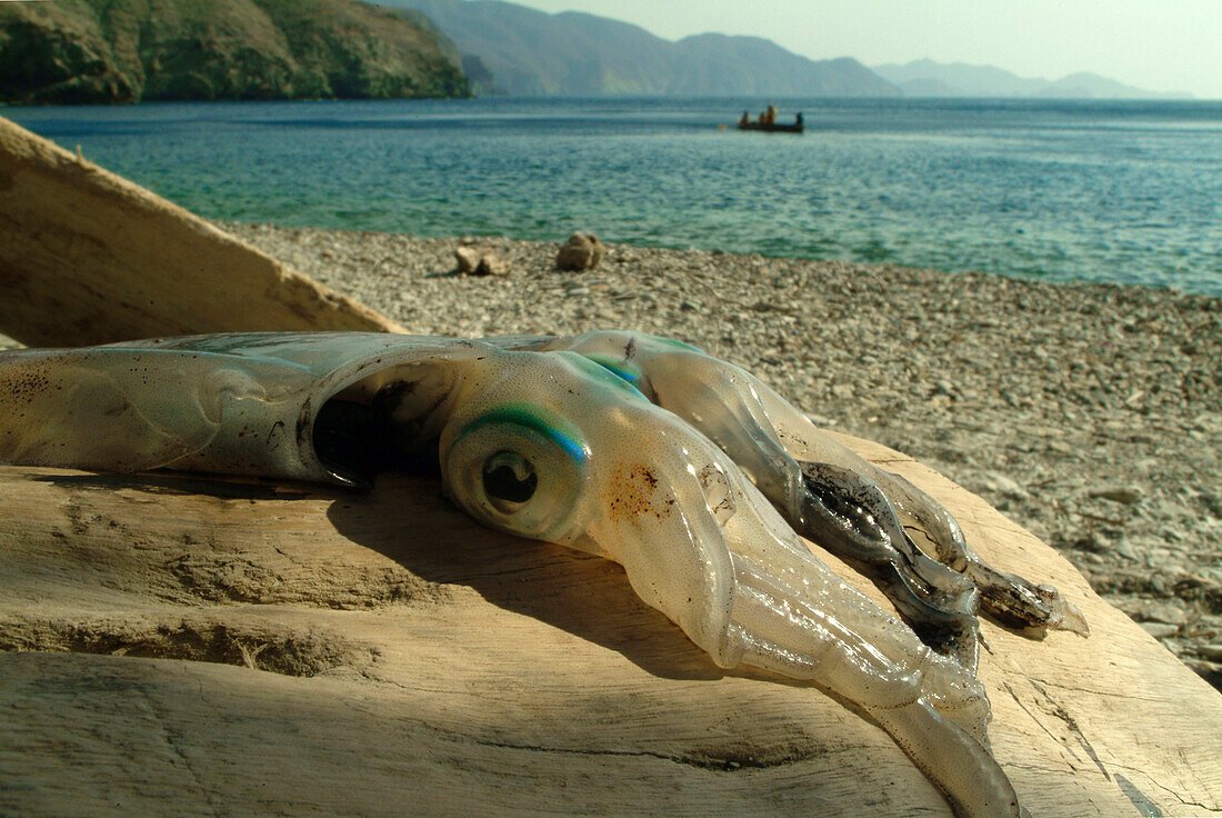 Octopus waiting to be cooked, Taganga, Santa Marta, Colombia, South America