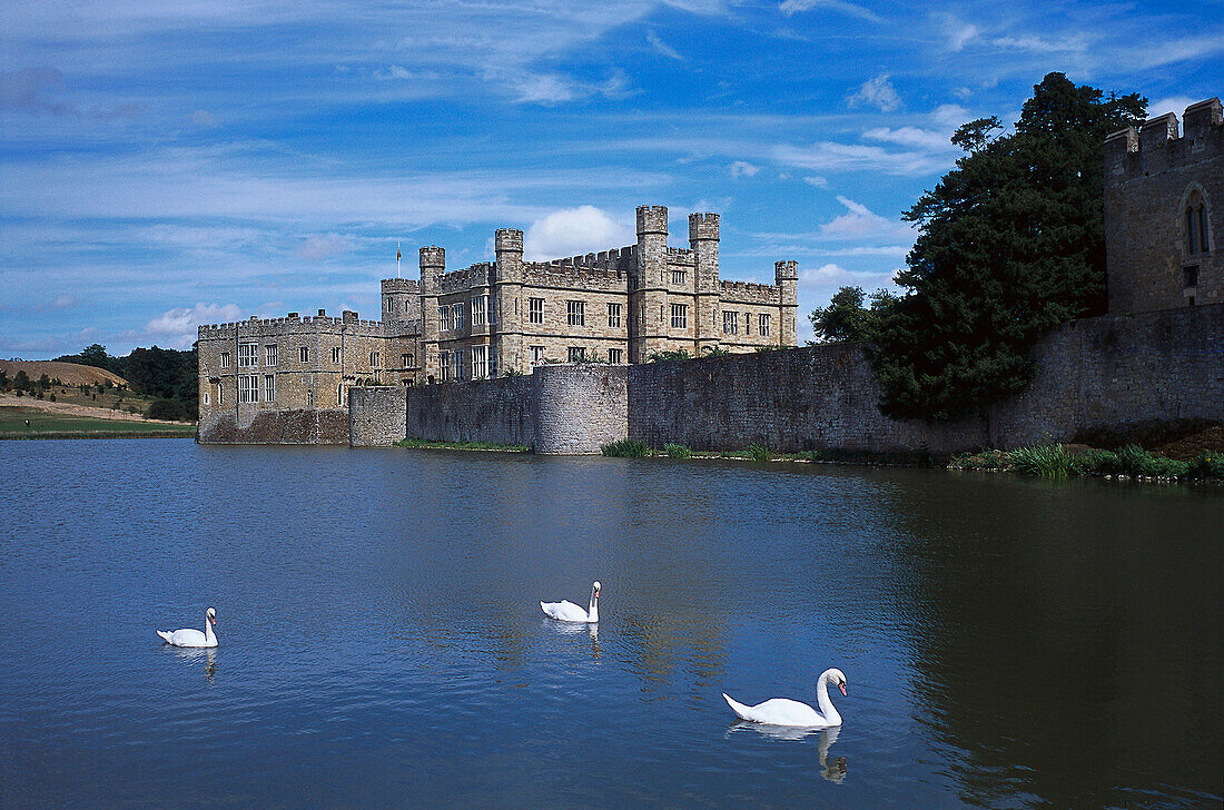 Swans, Leeds Castle, Near Maidstone, Kent, England