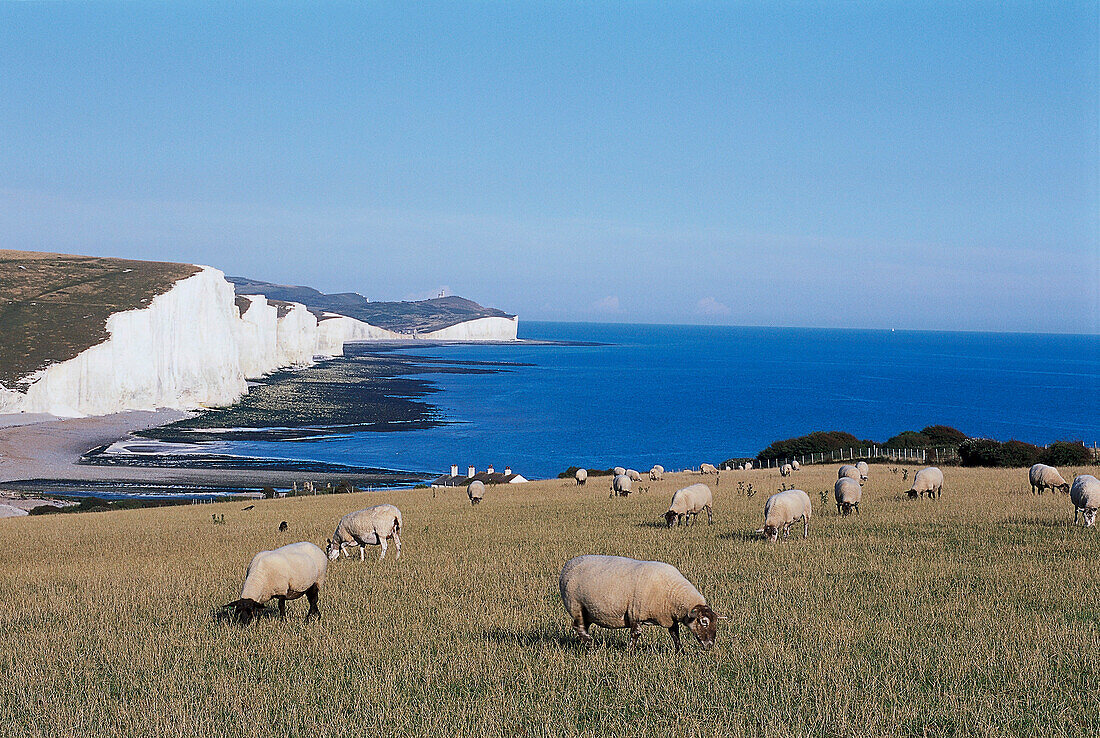 Sheep and Seven Sisters, Near Seaford East Sussex, England