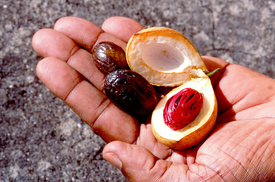 Nutmeg, St. George´s Grenada, Caribbean
