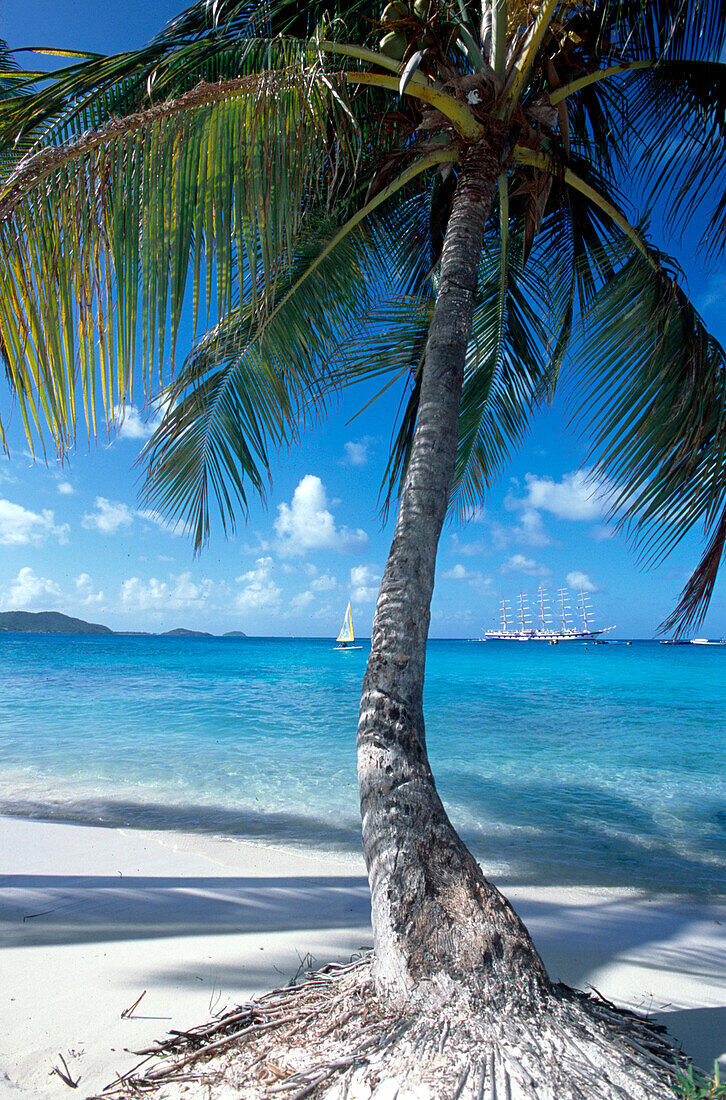 Coconut Tree & Royal Clipper, Tobago Cays St. Vincent & The Grenadines