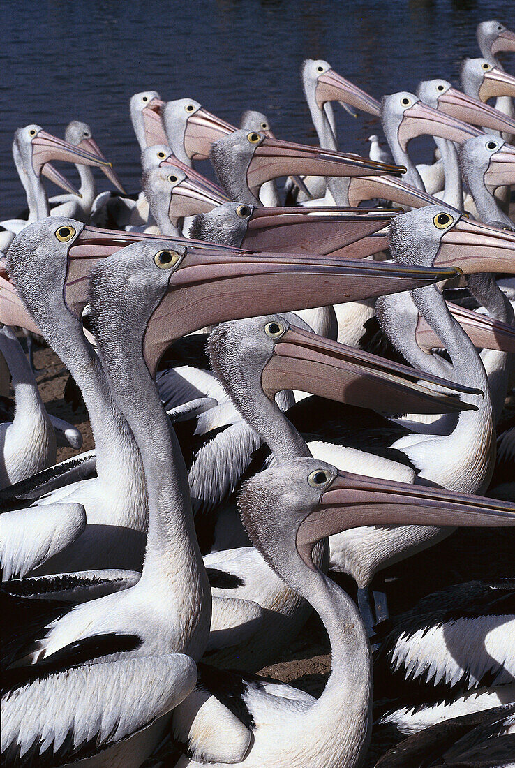 Pelicans, Yamba Harbour NSW, Australia