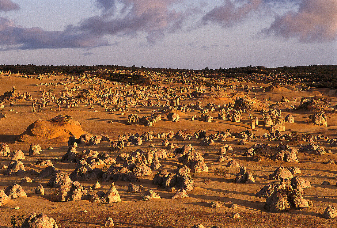 The Pinnacles Desert, Nambung NP WA, Australia