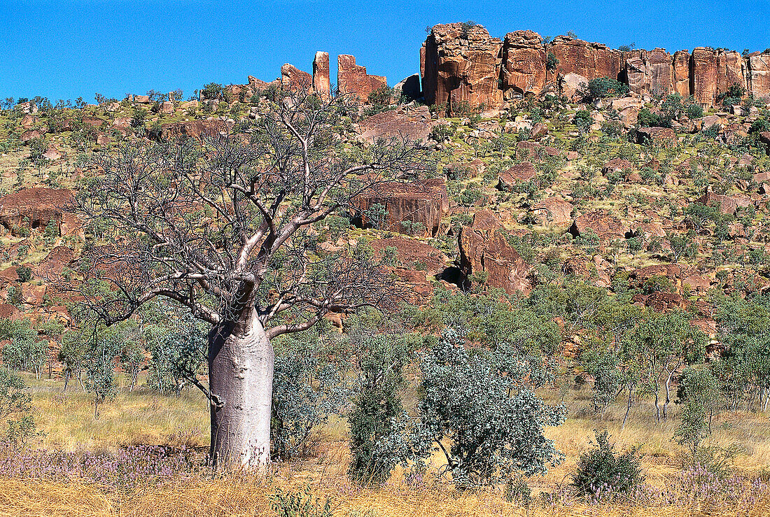 Boab Tree, Near Fitzroy Crossing WA, Australia