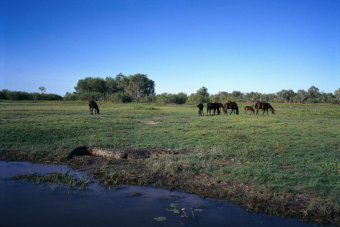 Saltwater Crocodile&Horses, Yellow, Water Wetlands, Kakadu NP NT, Australia
