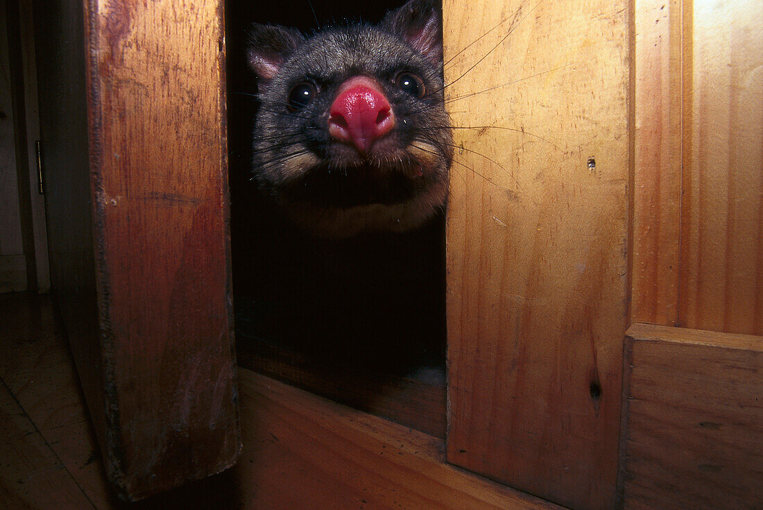 Visiting Possum, Cradle Mtn. Lodge, Cradle Mountain NP Tasmania, Australia