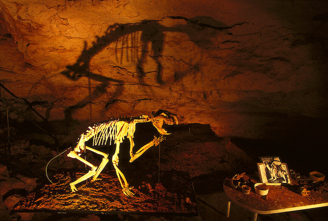 Skeleton of a Marsupial Lion, Victoria Fossil Cave, Naracoorte Caves National park, South Australia, Australia