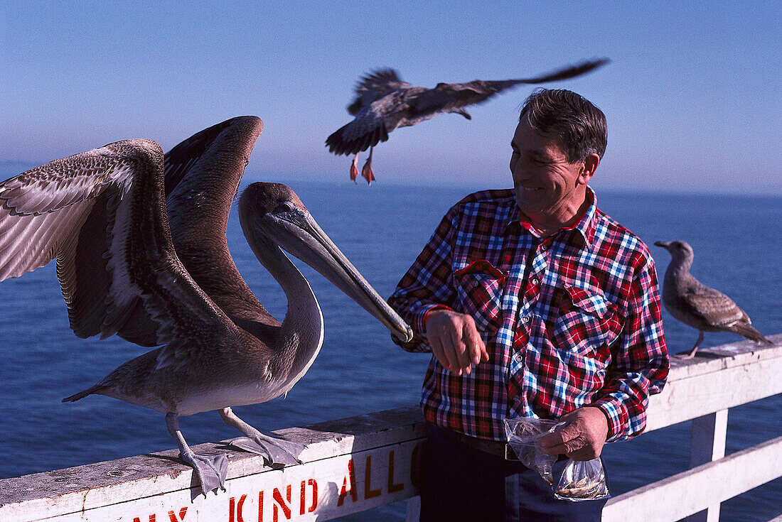 Pelican Feeding, Santa Cruz, California, USA