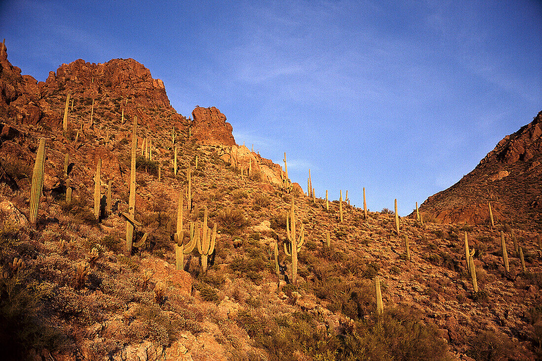Saguaro Cacti, Saguaro National Monument, Arizona, USA