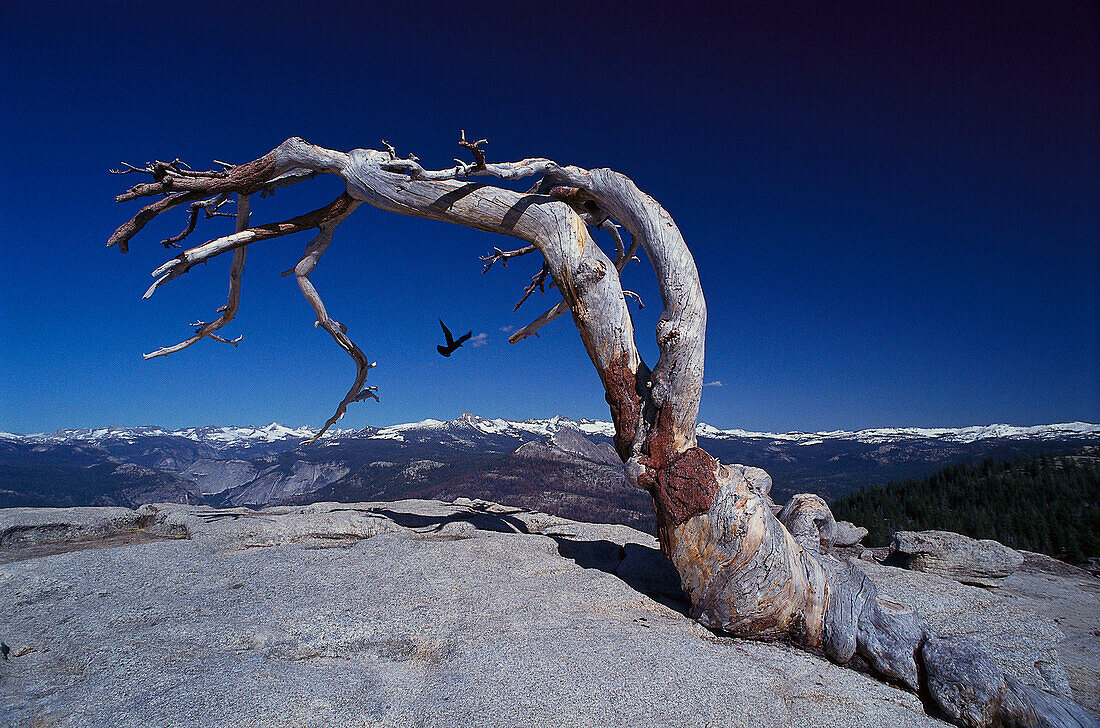 Twisted Jeffrey Pine, Yosemite NP, California USA