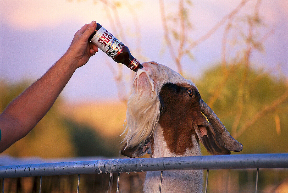 Beer Drinking Goat, Lajetas Trading Post, Lajetas, Texas, USA