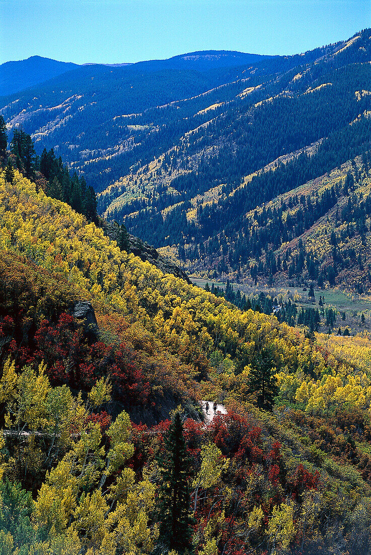 Hiking, Aspen Trees, Aspen, Colorado USA