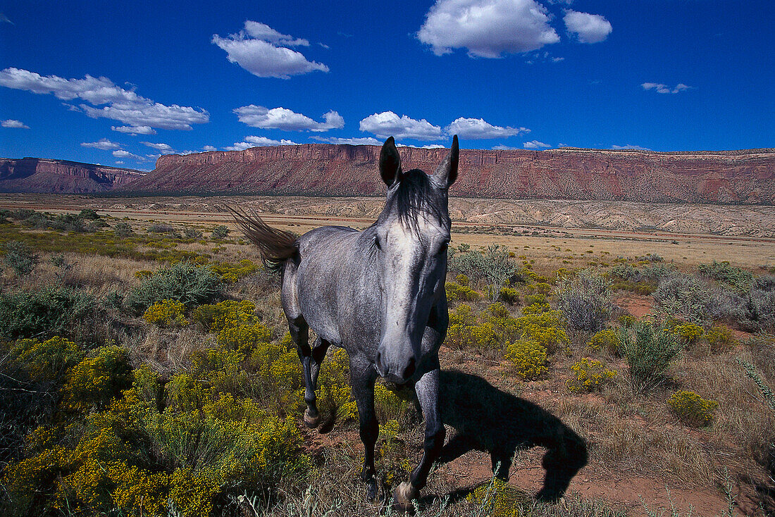 Prairie Horse, near Bedrock, Colorado USA