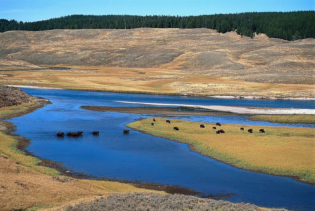 Bison Herd, Yellowstone River, Yellowstone NP , Wyoming USA
