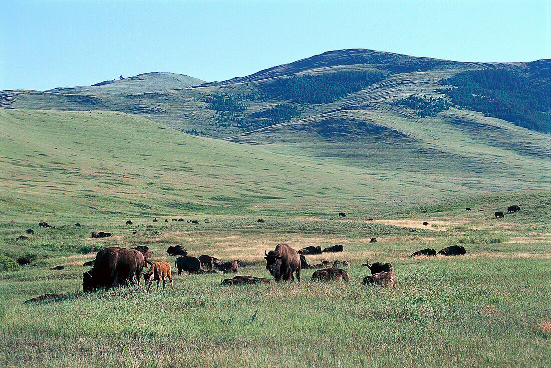 Bison Herd, National Bison Range near Ravalli, Montana, USA