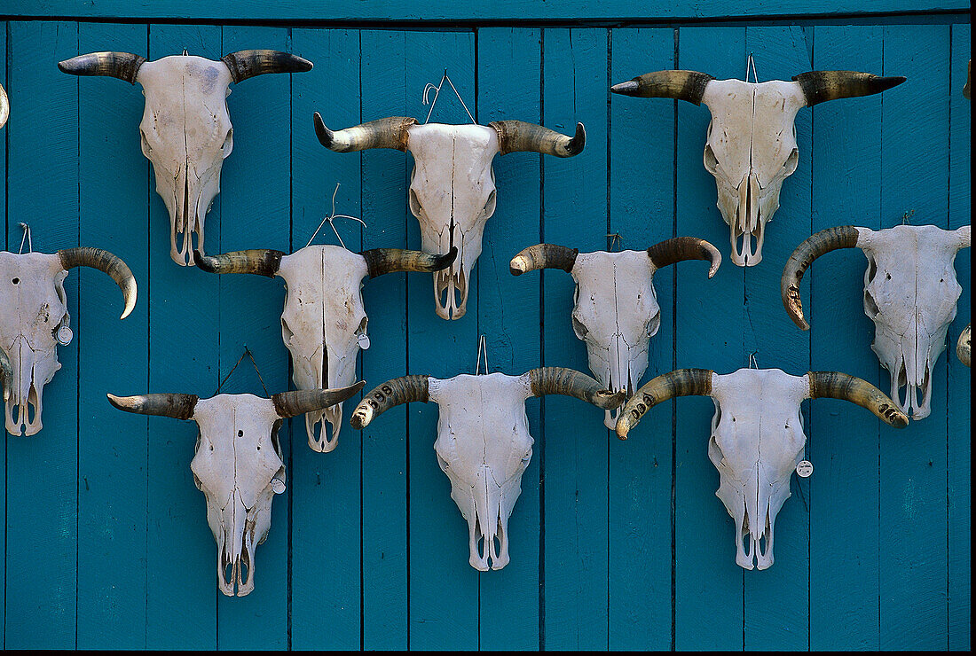 Cattle Skulls, Featherston Trading Co., Ranchos de Taos, New Mexico USA