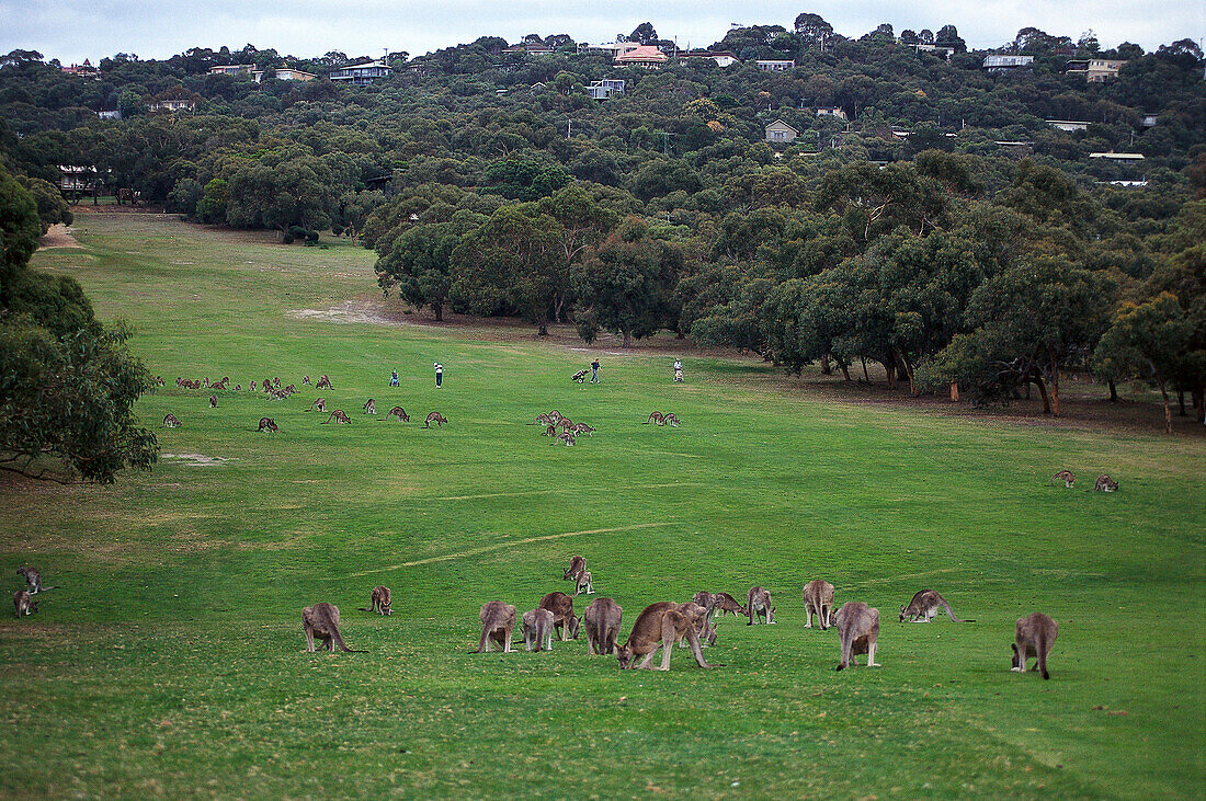 Kangaroos on Golf Course, Anglesea, Victoria Australia
