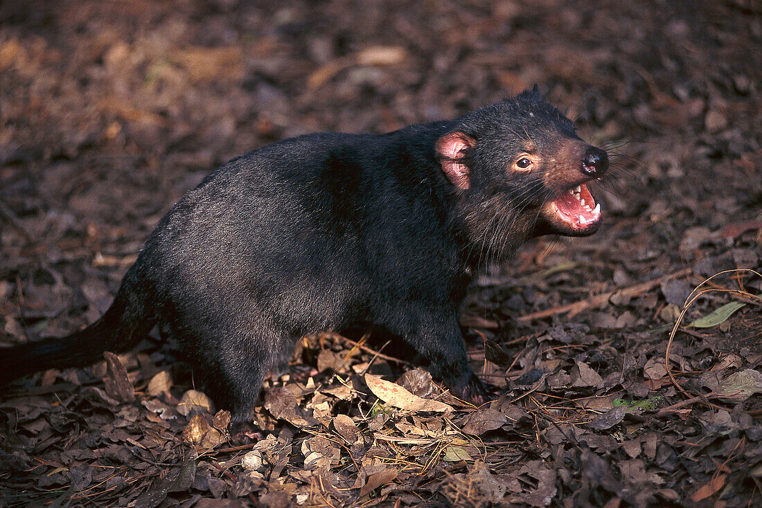 Tasmanian Devil, Tas. Dev. Wilderness Park Tasmania, Australia