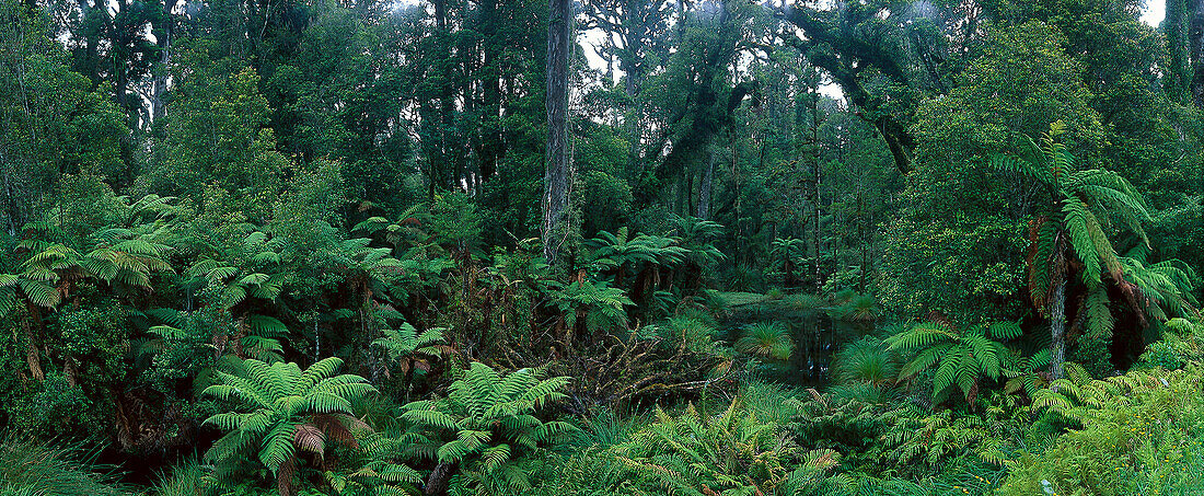 Baumfarne und Regenwald am Ship Creek, nahe Haast, Westküste, Südinsel, Neuseeland