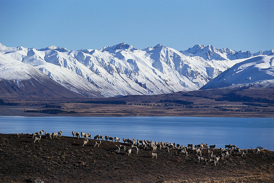 Sheep in Winter, Lake Tekapo, South Island New Zealand