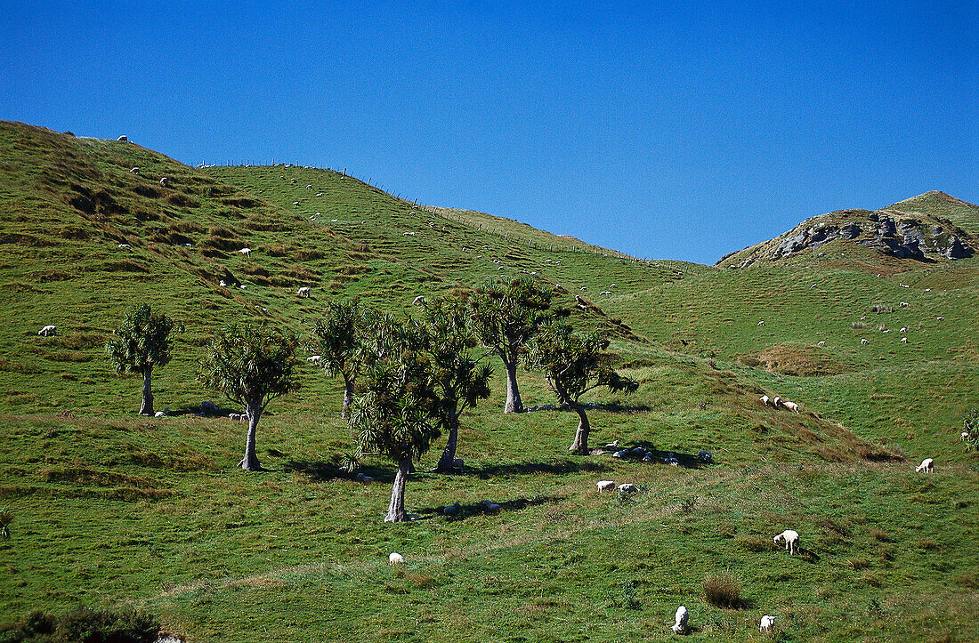 Sheep, Cabbage Trees, near Farewell Spit, South Island New Zealand