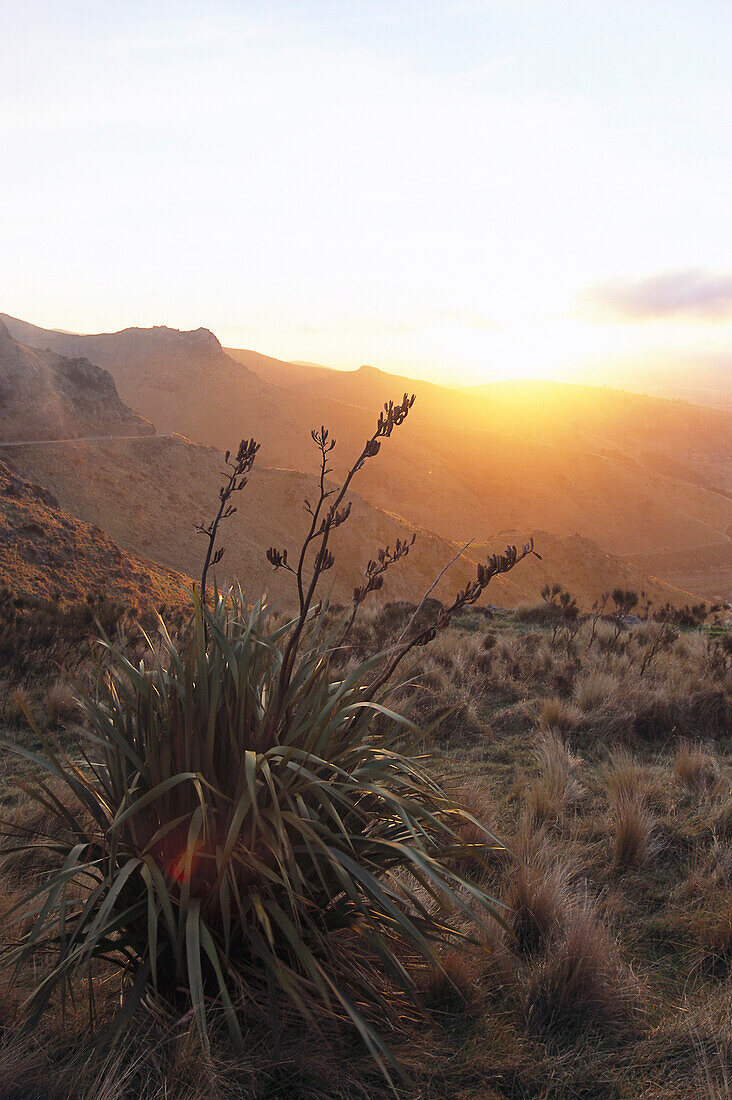 Flax & Hills at Sunset, Summit Road New Zealand