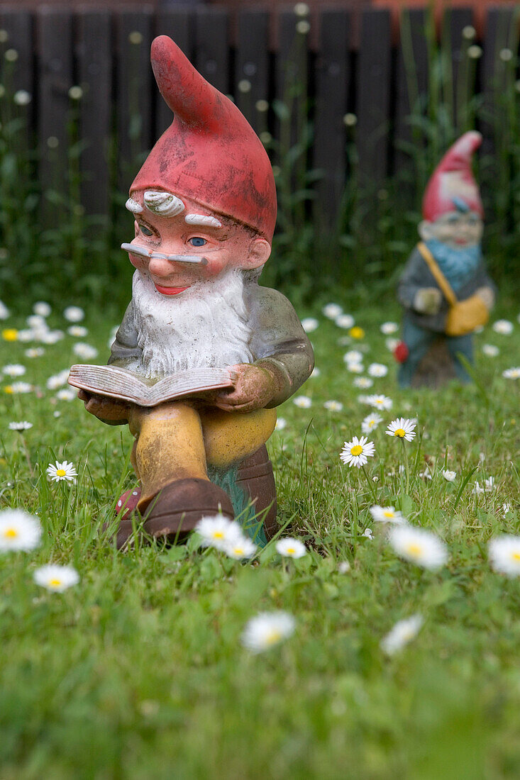 Reading garden gnome, Burghaun, Hesse, Germany
