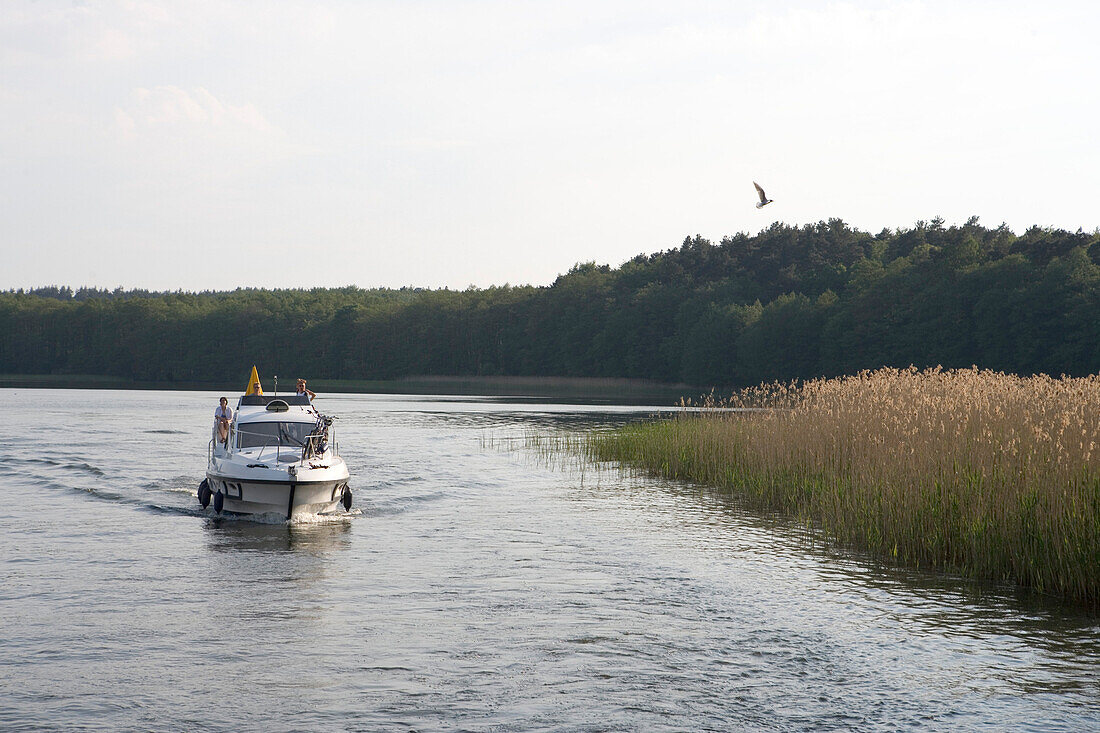 Hausboot und Wasservogel, Röblinsee, Mecklenburger Seenplatte, Deutschland