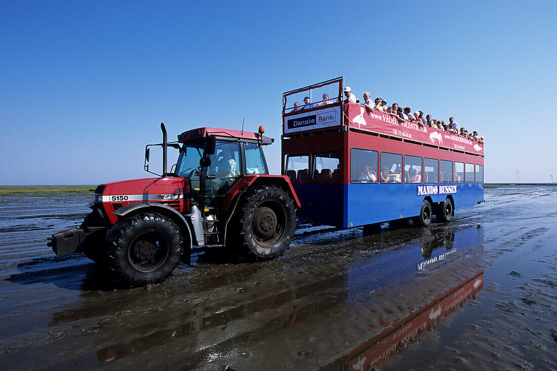 Mandobussen Touristenbus fährt durch das Wattenmeer, Mandø Dam, In der Nähe von Mandø, Dänemark