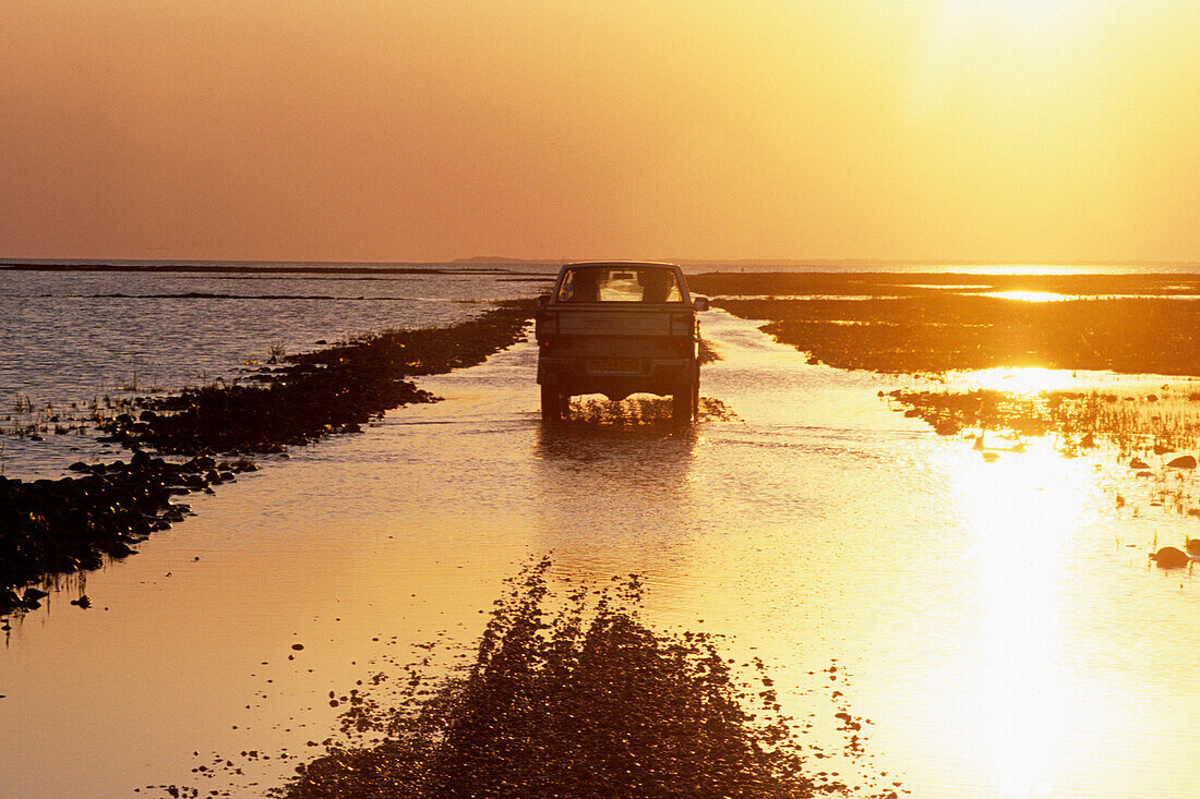 Touristen fahren durch das Wattenmeer bei Ebbe, Mandø Damm, In der Nähe von Mandø, Dänemark