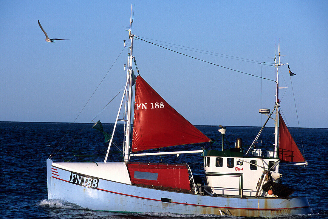 Seagull & Fishing Boat, Vestero Havn, Laso, Denmark