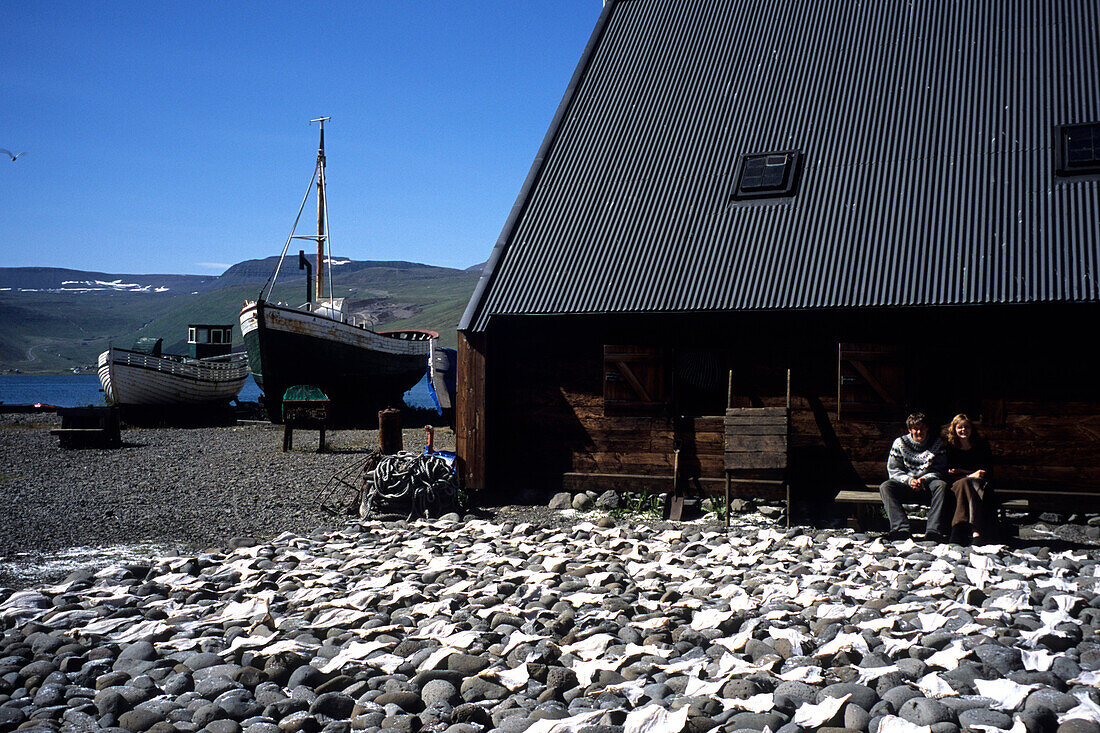 Fische zum Trocknen auf Steine gelegt, Fischereimuseum Turnhus, Ísafjörður, Isafj'rdur, Ísafjarðarbær, Island
