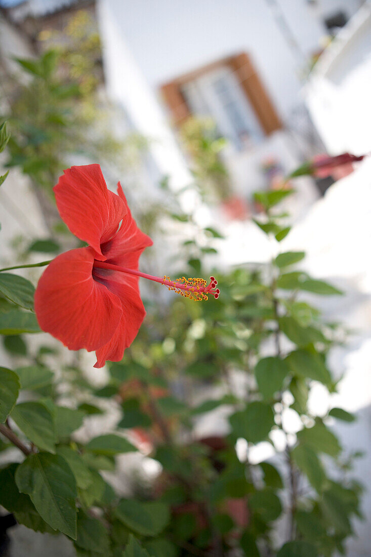 Rote Hibiskusblüte, Plaka, älteste Quartier Athens, Athen, Griechenland