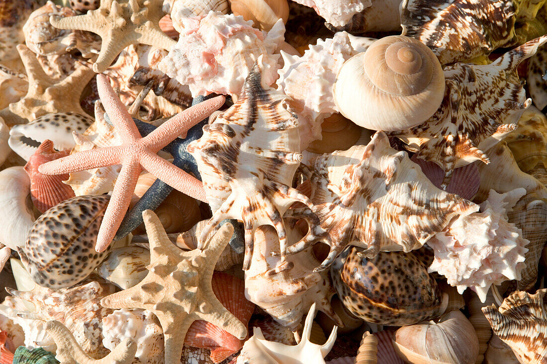 Sea Shells for sale, Rhodes Harbor Rhodes, Rhodes, Dodecanese Islands, Greece