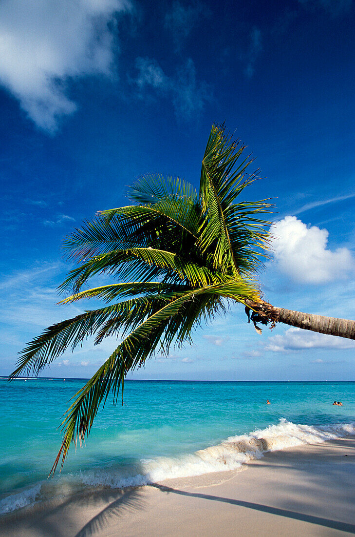 Palm trees blowing in the wind, Beach Bavaro, Punta Cana, Dominican Republic, Antilles, Caribbean Sea