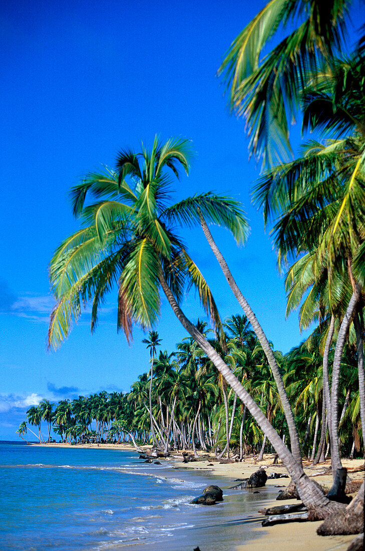 Palmenstrand und Bucht, Playa Bonito in Las Terrenas, Dominican Republic, Antillen, Karibik