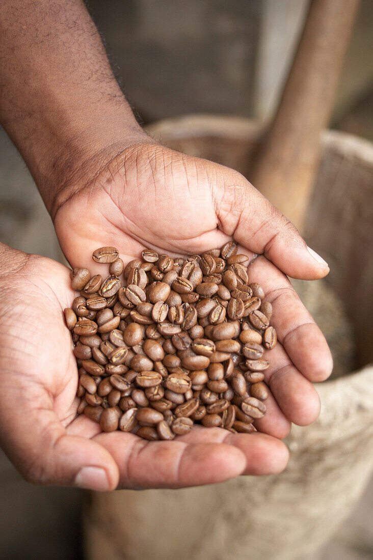 Hände halten Kaffeebohnen, La Griveliere, Maison de Café, Vieux-Habitants, Basse-Terre, Guadeloupe, Karibik, Amerika