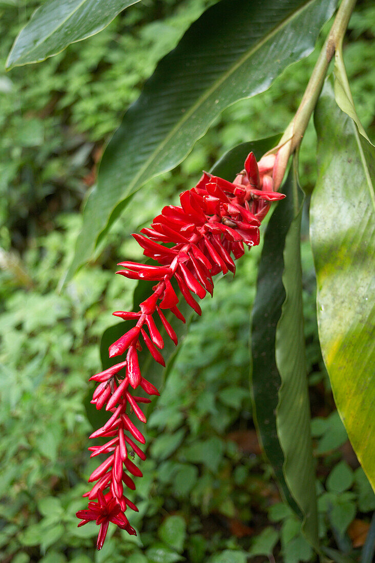Nahaufnahme einer Kaffeepflanze, La Griveliere, Maison de Café, Vieux-Habitants, Basse-Terre, Guadeloupe, Karibik, Amerika