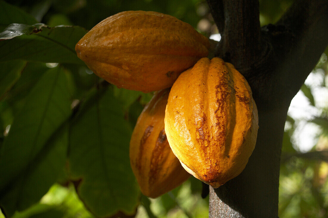 Cocoa fruits, Plant, Leaves, Beans, Cocoa fruit, A cocoa plant with fruits, Basse-Terre, Guadeloupe, Caribbean Sea, America