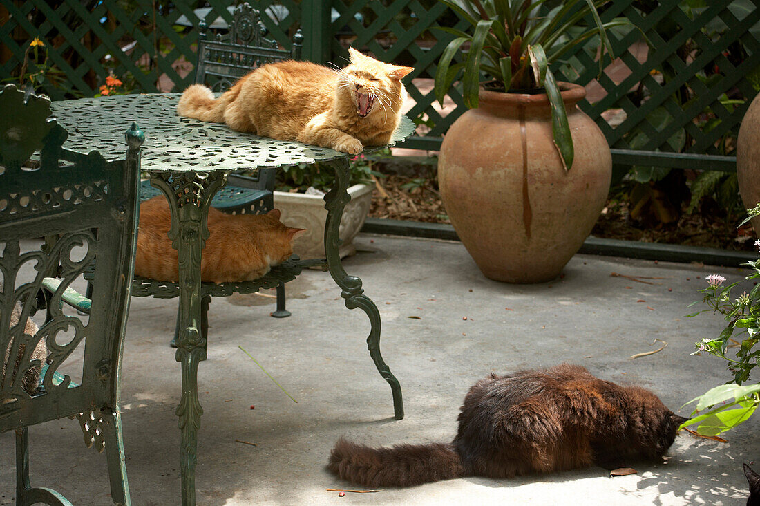 Cats in Ernest Hemingway Home and Museum, Key West, Florida, USA